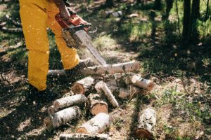 Was ist nachhaltige Forstwirtschaft?